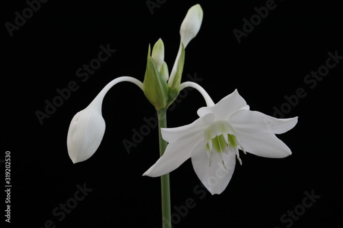 White flower of the Amazon Lily on a black background close-up.