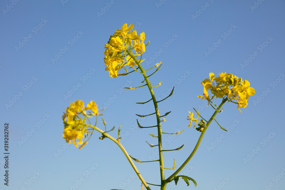 Weißer Senf, Gelbsenf, Nordrhein-Westfalen, Deutschland, Europe