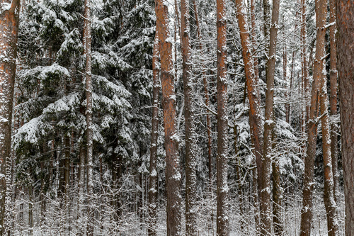 Winter walk in the Meshchersky park in Moscow photo