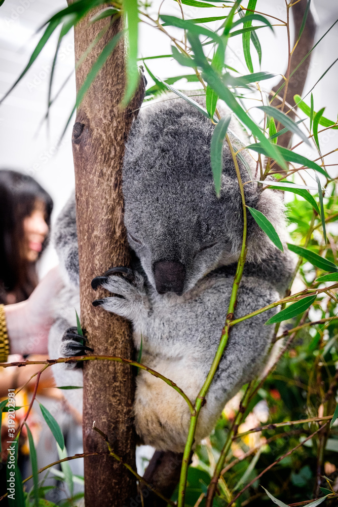 Fototapeta premium Sleeping koala shot on a eucalyptus tree