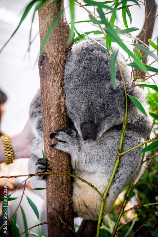 Obraz premium Sleeping koala shot on a eucalyptus tree