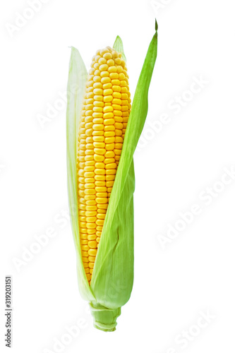 Corncob or corn ear with green fresh leaves isolated on white background with clipping path.