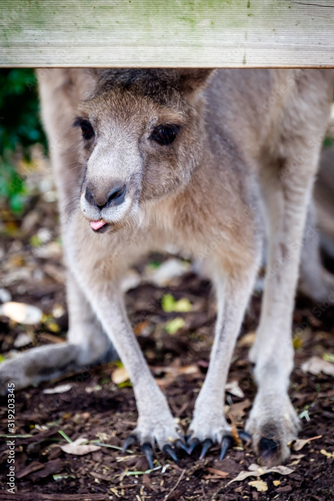 An adult kangaroo was eating foods by himself in an Australian zoo