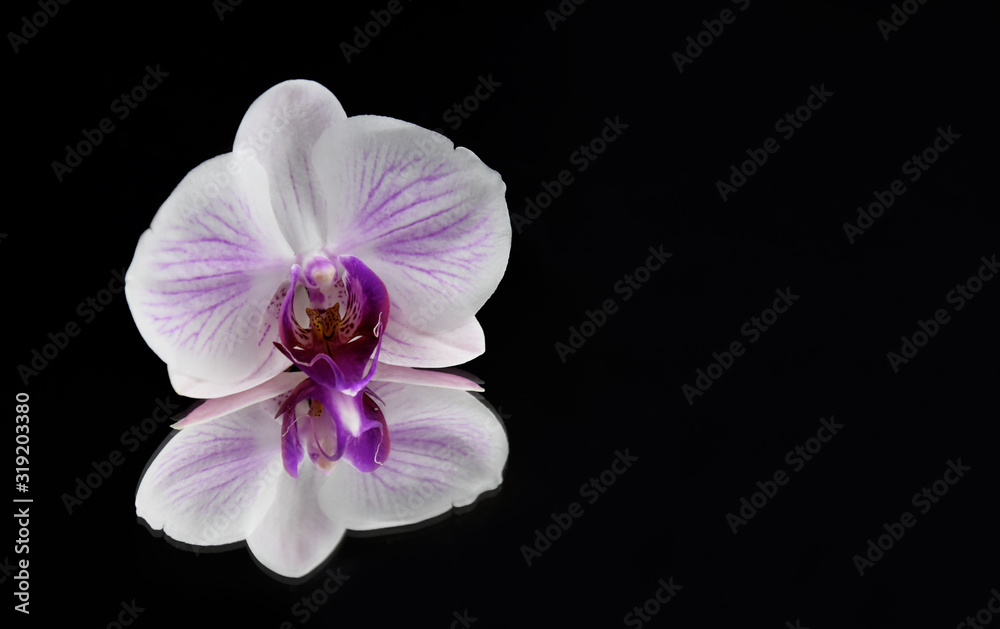 Obraz premium Purple orchid on a black background stock images. White orchid flower isolated on a black background with copy space for text. Orchid flower reflection stock images