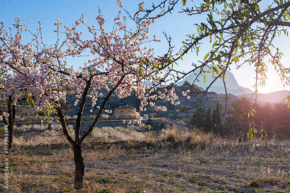 Flowering almond trees in the mountains in the sunshine in Spain. Flowering almond trees in the mountains in the sunshine in Spain.
