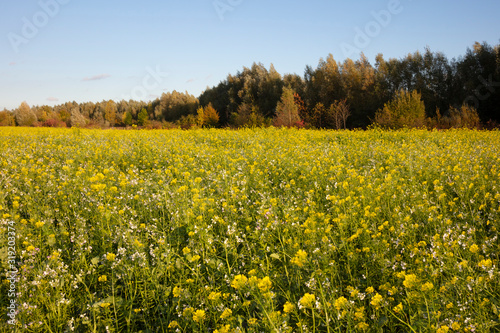 Weißer Senf, Gelbsenf, Ölrettich, Feld, Nordrhein-Westfalen, Deutschland, Europa © lichtbildmaster