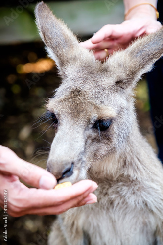 An adult kangaroo was eating foods by himself in an Australian zoo