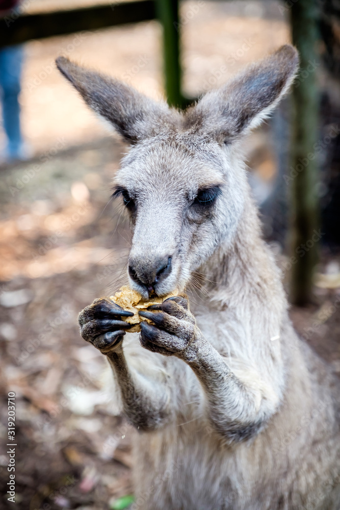Obraz premium An adult kangaroo was eating foods by himself in an Australian zoo