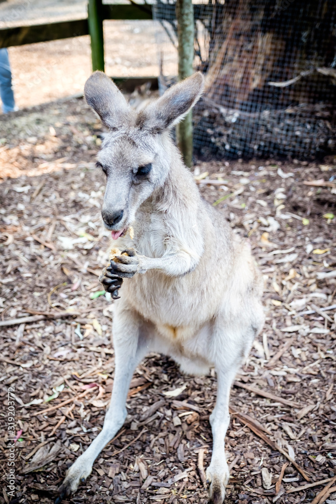 An adult kangaroo was eating foods by himself in an Australian zoo An adult kangaroo was eating foods by himself in an Australian zoo