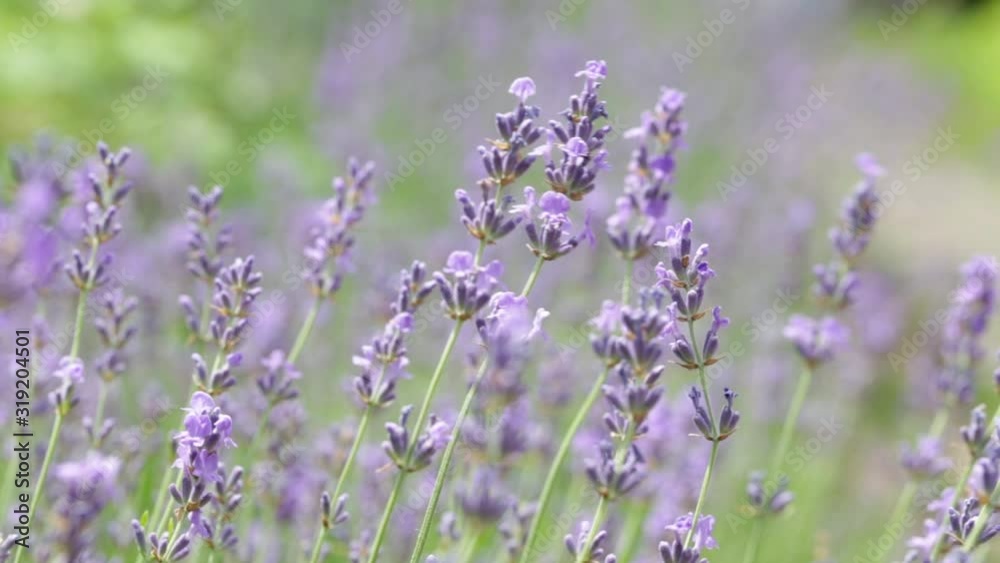 lavender blossoms close-up. small purple lavender flowers on a pale green background