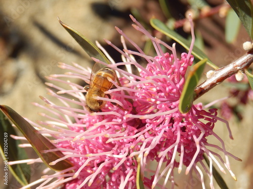 Abeille fleur rose photo