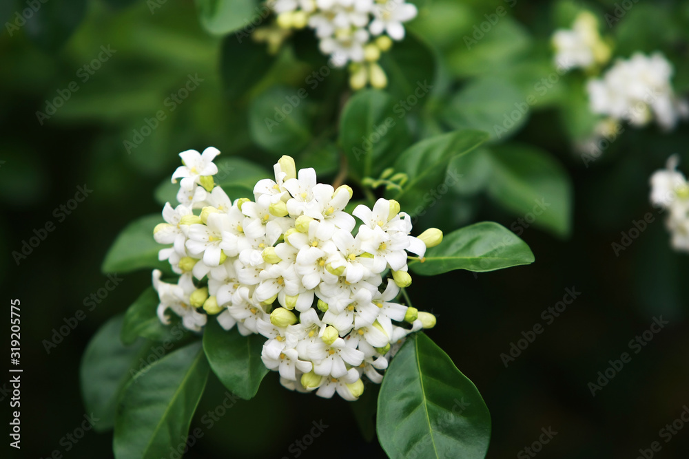 Murraya paniculata flower close up , in the garden Murraya paniculata flower close up , in the garden