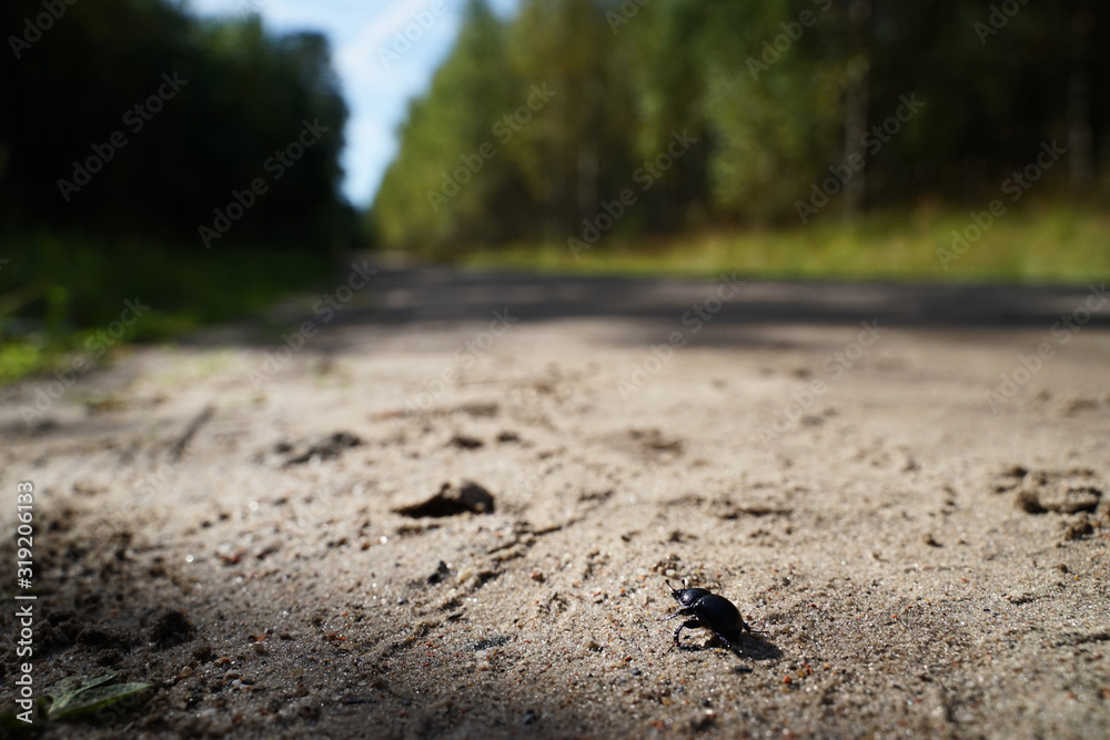 lato i piaszczysta droga w lesie