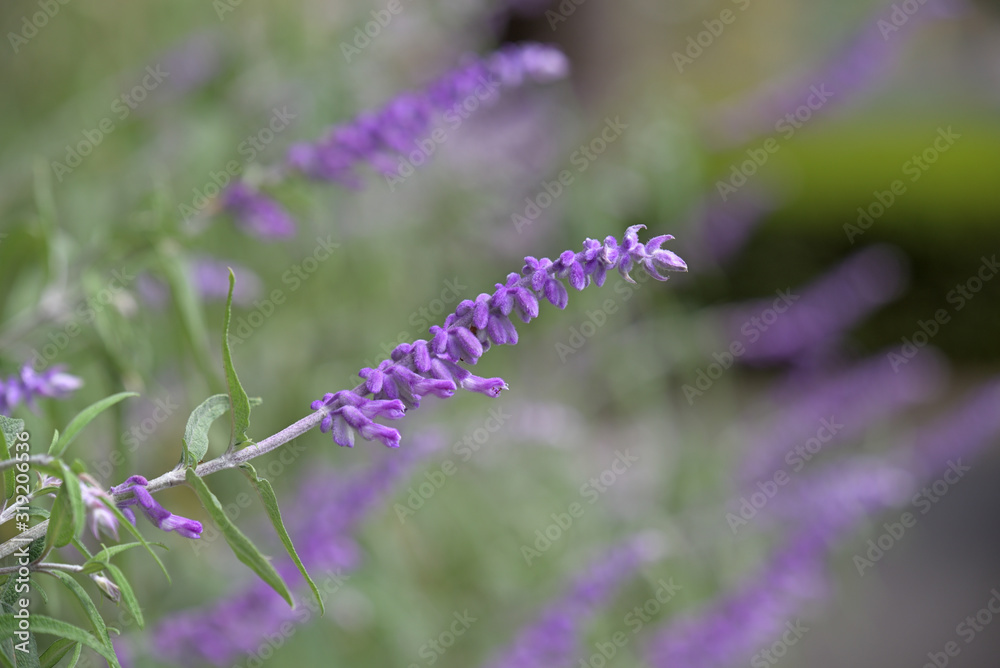 Amethyst Sage's purple flowers, Salvia leucantha Amethyst Sage's purple flowers, Salvia leucantha