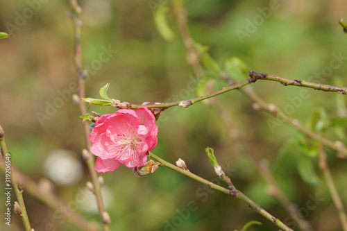 Close up of pink peach blossom flower in the garden
