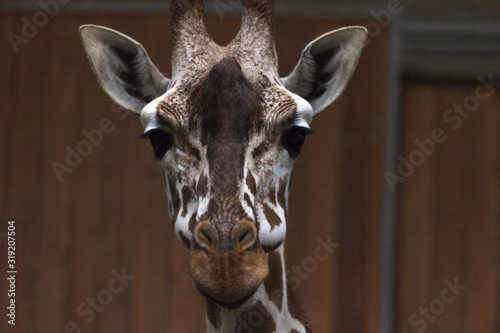 Photography a giraffe inside