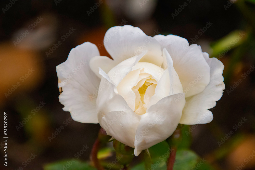 Fototapeta premium white rose close up