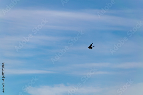 Pajaro