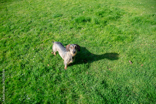 Perro