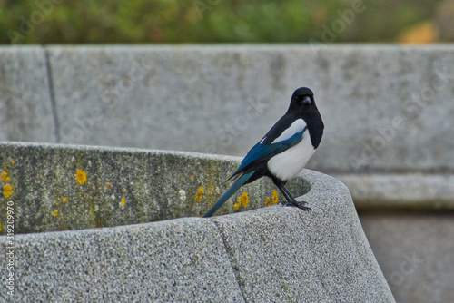 Pajaro