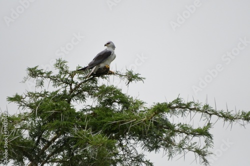 Black-winged kite, Queen Elizabeth National Park, Uganda © nyiragongo