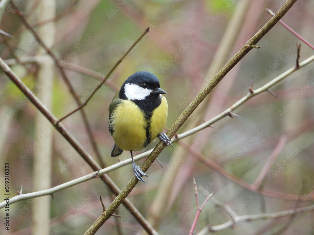 Kleiner Vogel sitzt im Wald auf Blättern im Herbst Kleiner Vogel sitzt im Wald auf Blättern im Herbst