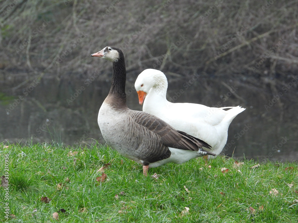 Vogel in freier Wildbahn mit grünem Hintergrund Vogel in freier Wildbahn mit grünem Hintergrund