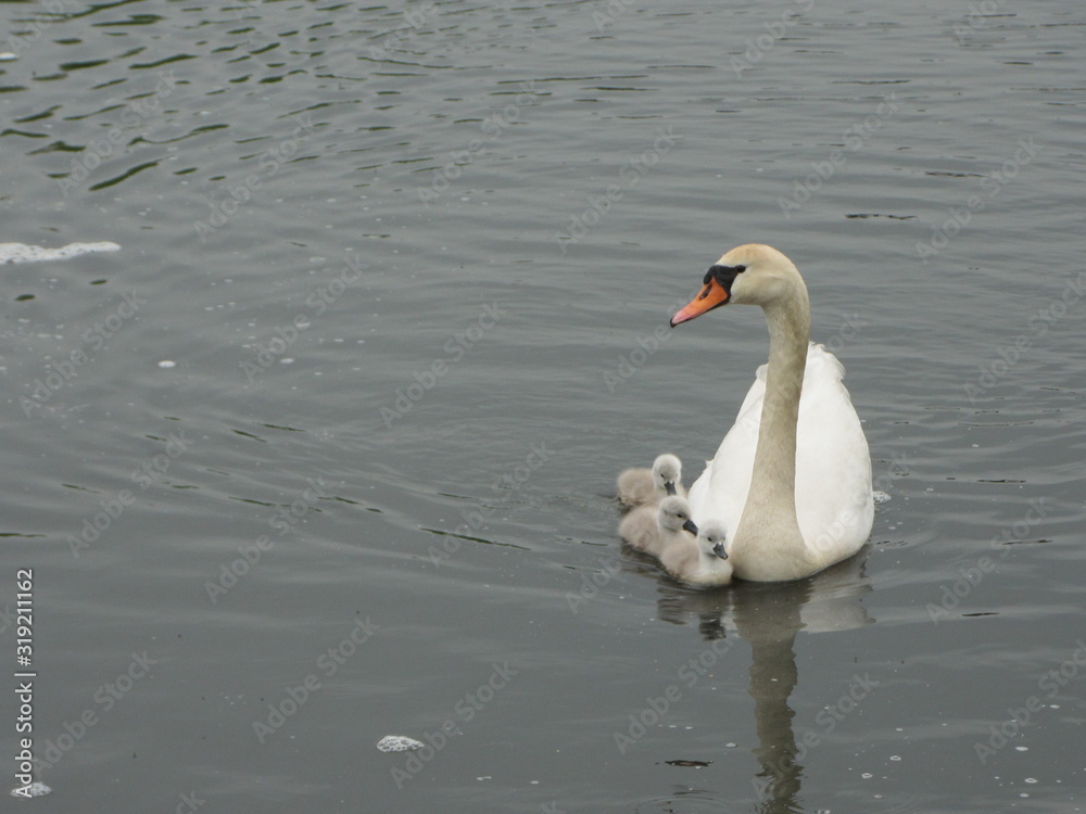 Obraz premium white swan with young ones