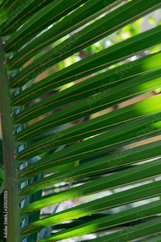 green palm branch in the sun for background