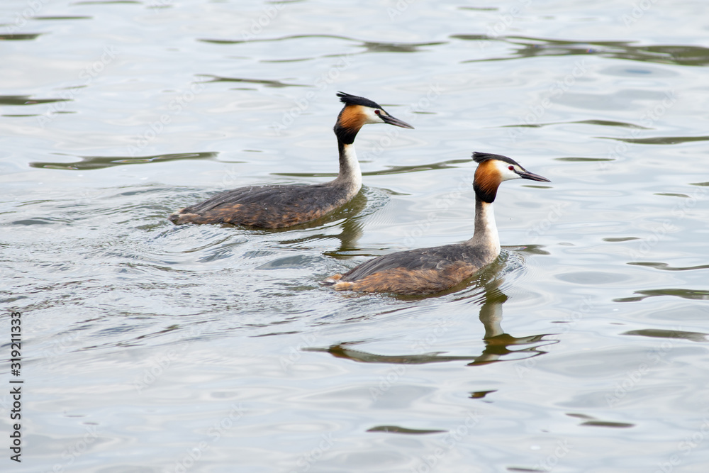 Two Great Crested Grebes, male and female, - Podiceps cristatus - doing their wedding or mating dance and showing affection in a pond in The Netherlands Two Great Crested Grebes, male and female, - Podiceps cristatus - doing their wedding or mating dance and showing affection in a pond in The Netherlands