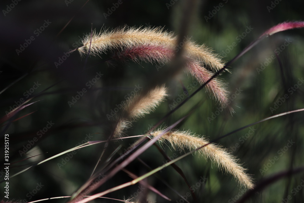 Obraz premium grass on a summer day