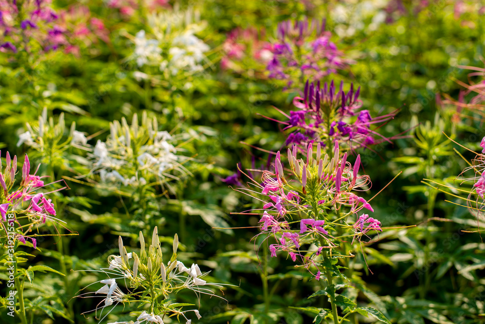Pink spider flower White in the garden that is blooming for the backdrop (1)