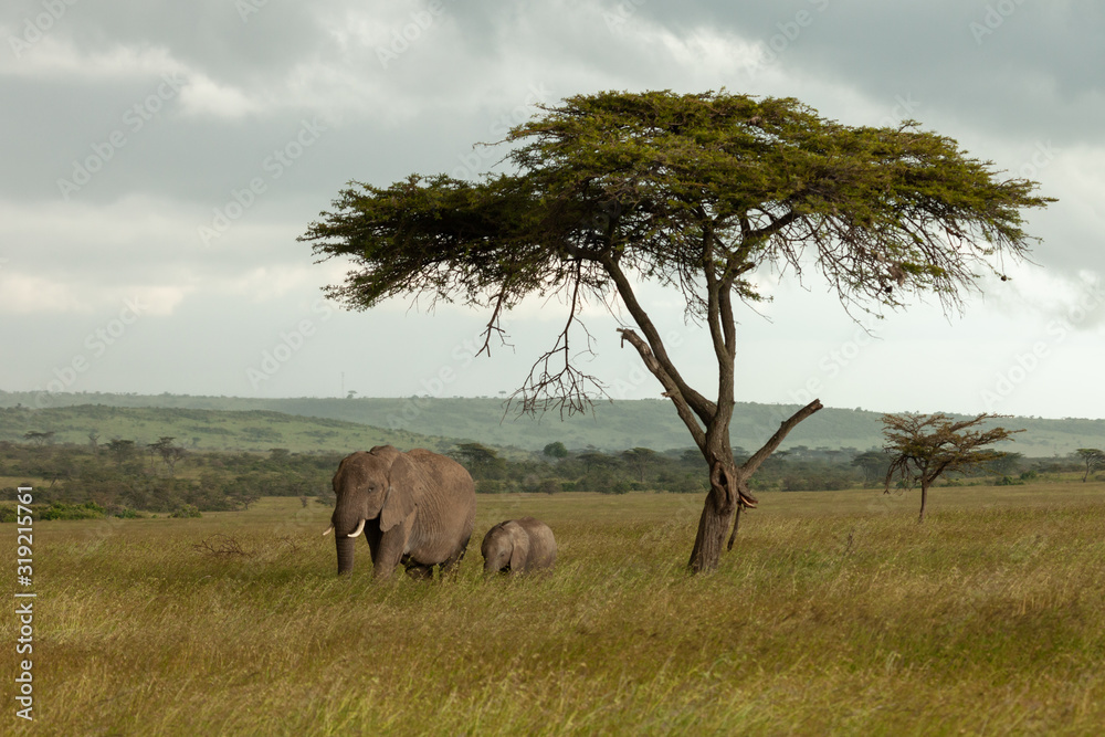 Fototapeta premium family of elephants on the savannah