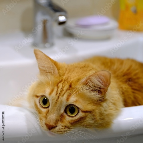  Portrait of a domestic cat. Cat is sitting in the sink