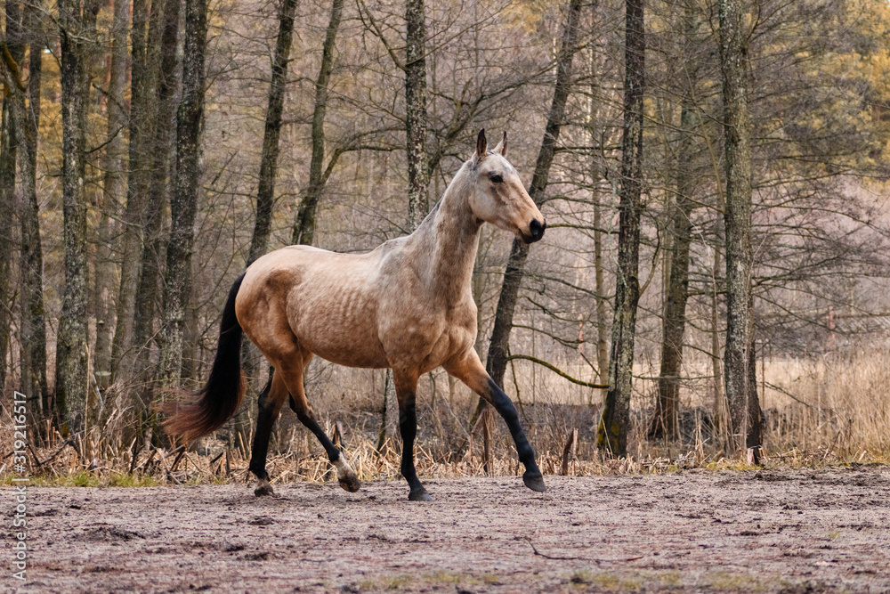 Elegant buckskin akhal teke breed mare running in trot in the field near trees. Animal in motion.