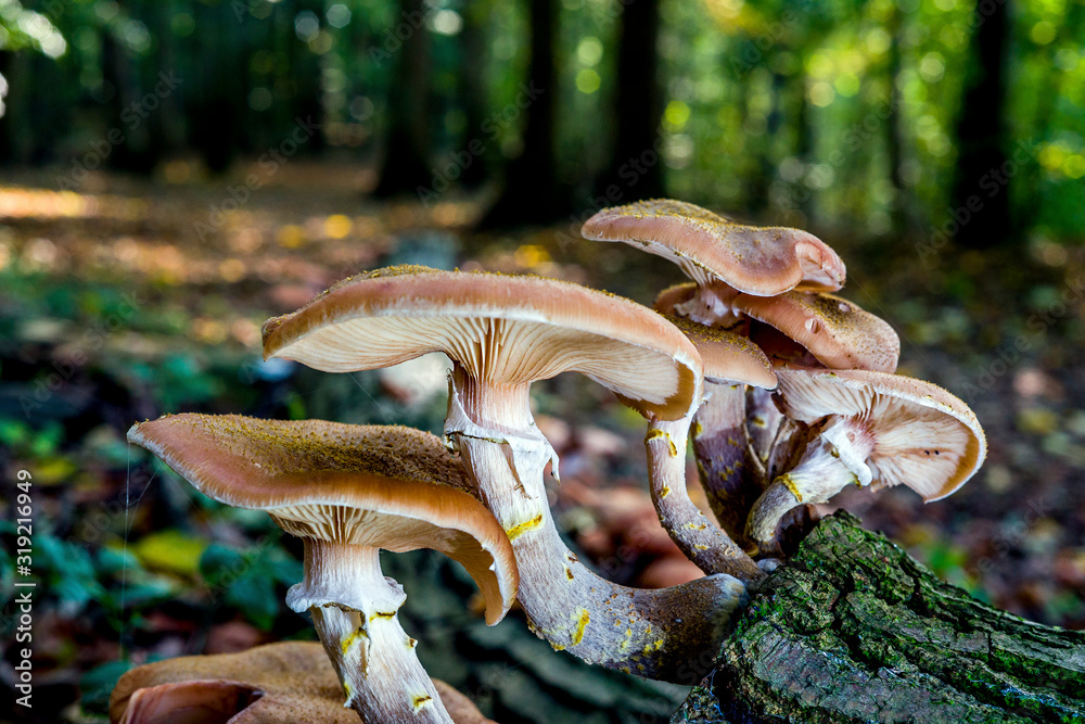 Fototapeta premium mushrooms in forest