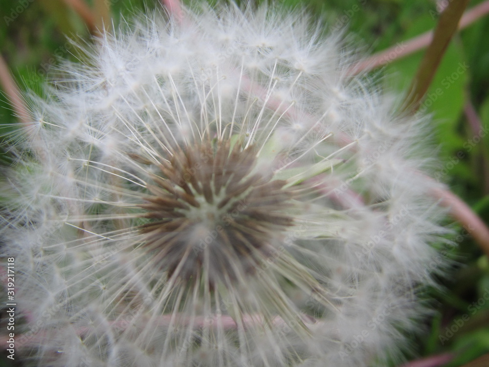 close up of dandelion on black background close up of dandelion on black background