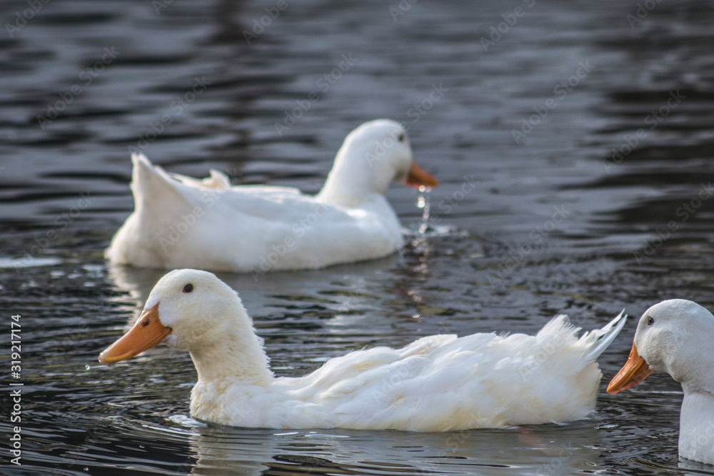 white duck swims in a pond, close-up