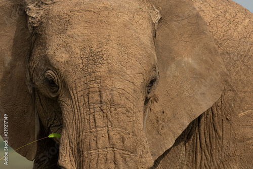 Canvas Print closeup of an elephant's head
