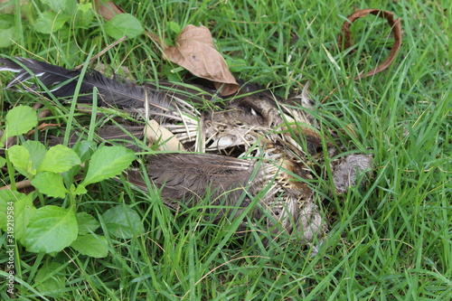 Carcass of bird that die a long time ago