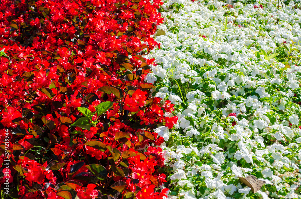 Red and white flowers are blooming. Among the beautiful flower gardens
