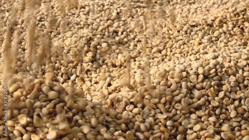 The process of drying coffee beans in a village, dry coffee beans on a salted substrate before roasting The process of drying coffee beans in a village, dry coffee beans on a salted substrate before roasting