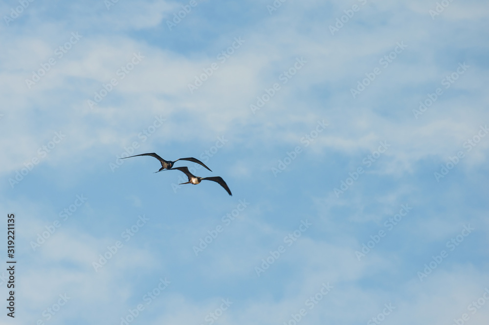 seagull flying in the blue sky seagull flying in the blue sky