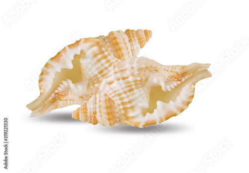 Shell jay animal