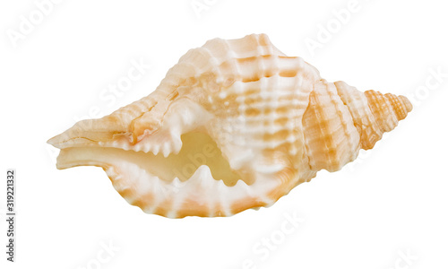 Shell jay animal