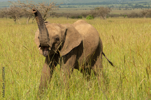 baby elephant on the savanah