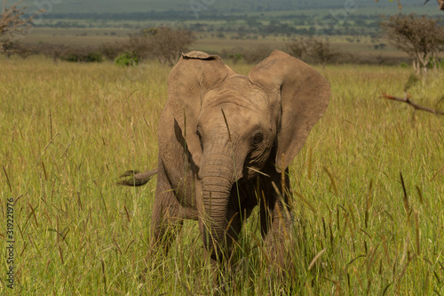 baby elephant on the savanah