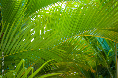 Branch of a green palm tree. Bright summer background