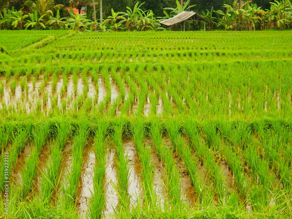 Rizière Bali Rizière Bali