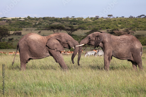 two elephants playing on the savanah